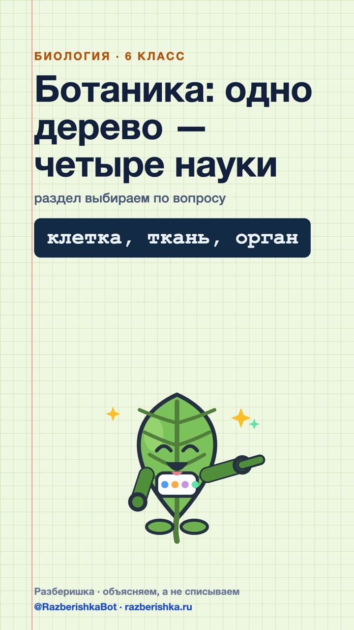 Превью шортса: Одно дерево — четыре науки: разделы ботаники