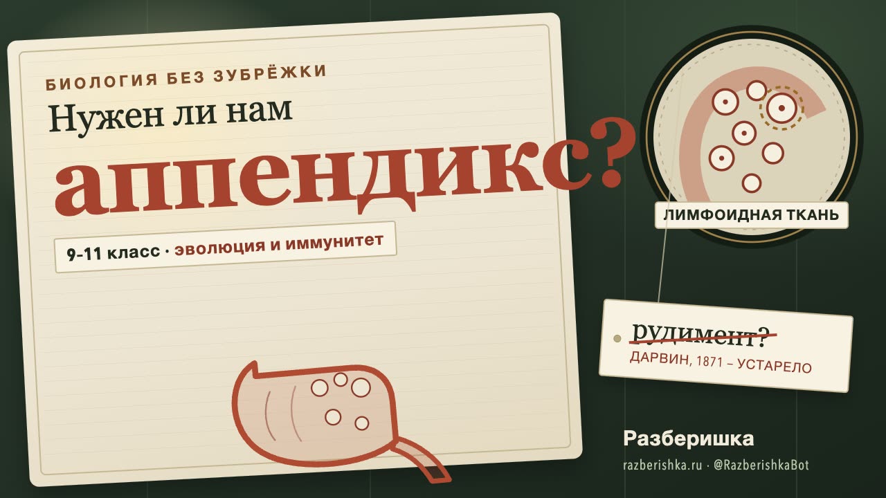 Нужен ли нам аппендикс?