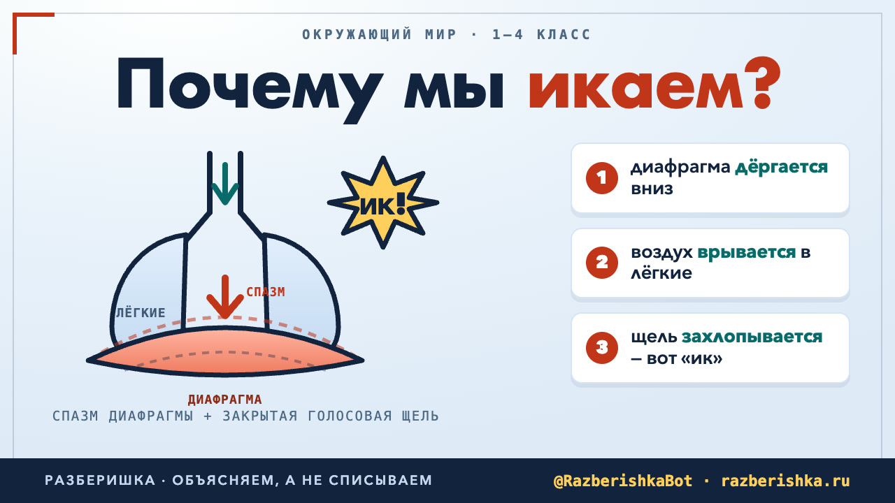 Почему мы икаем?
